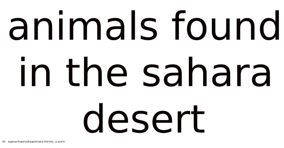 Animals Found In The Sahara Desert