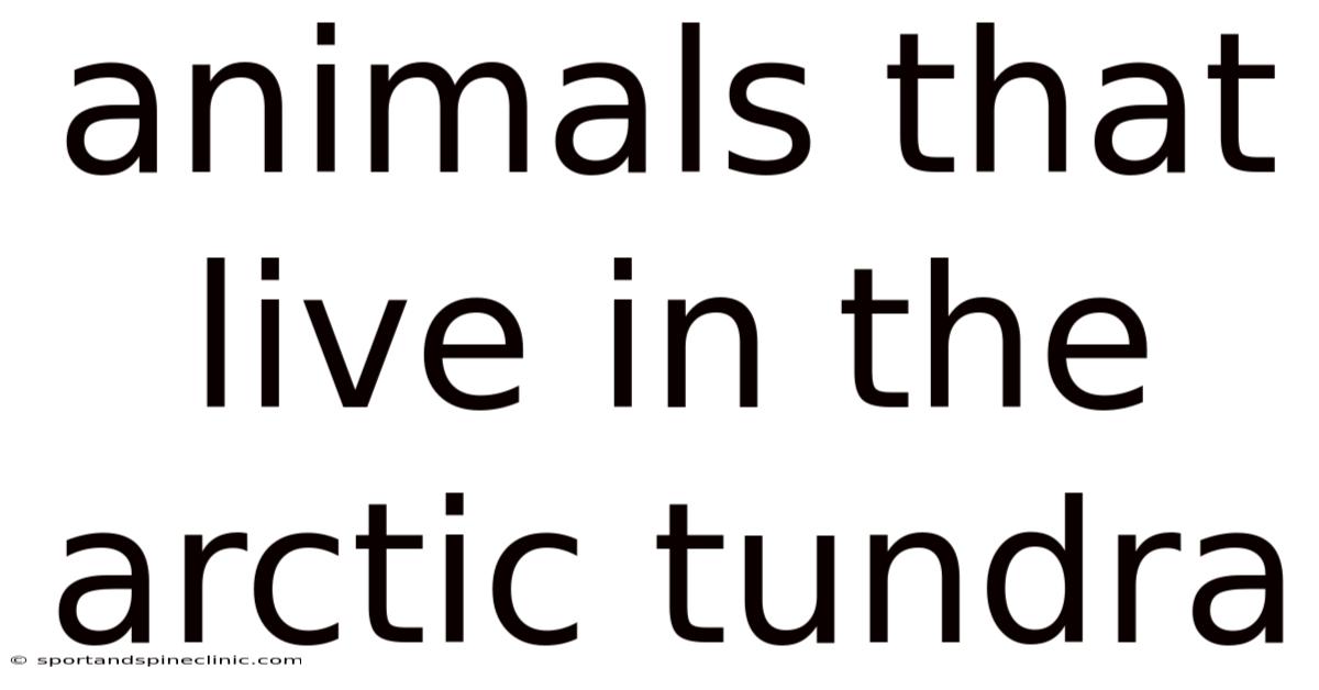 Animals That Live In The Arctic Tundra
