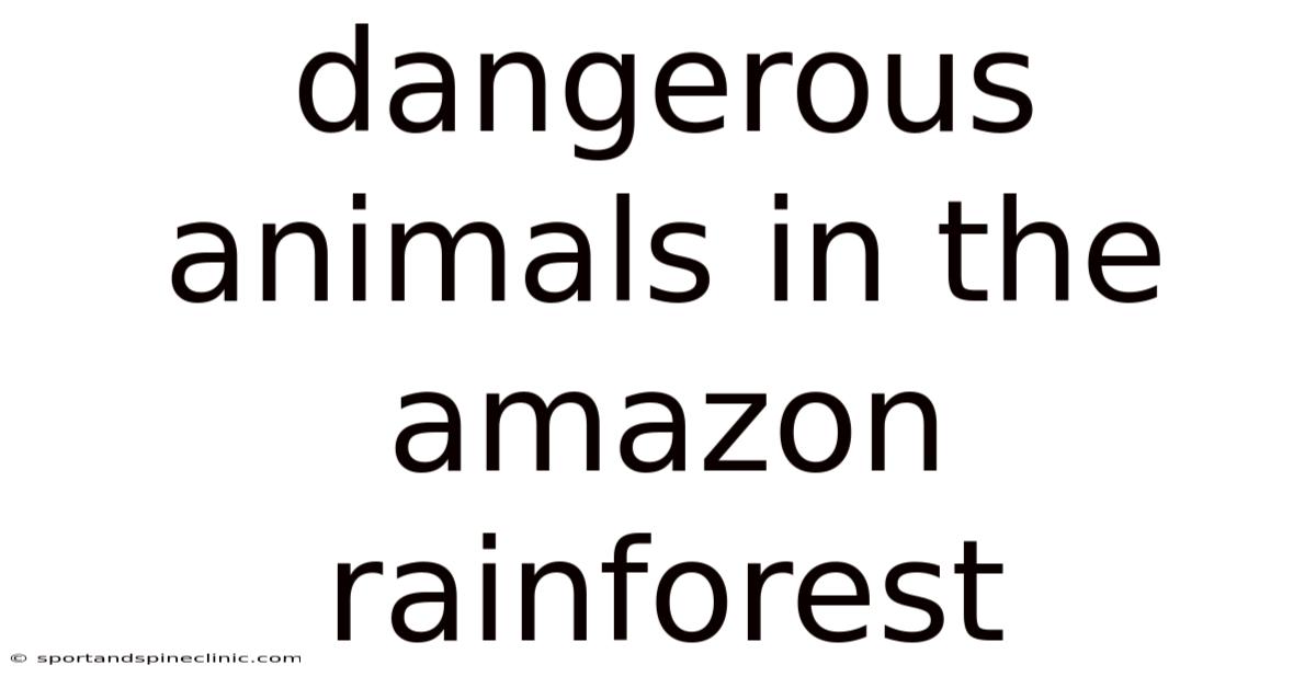 Dangerous Animals In The Amazon Rainforest