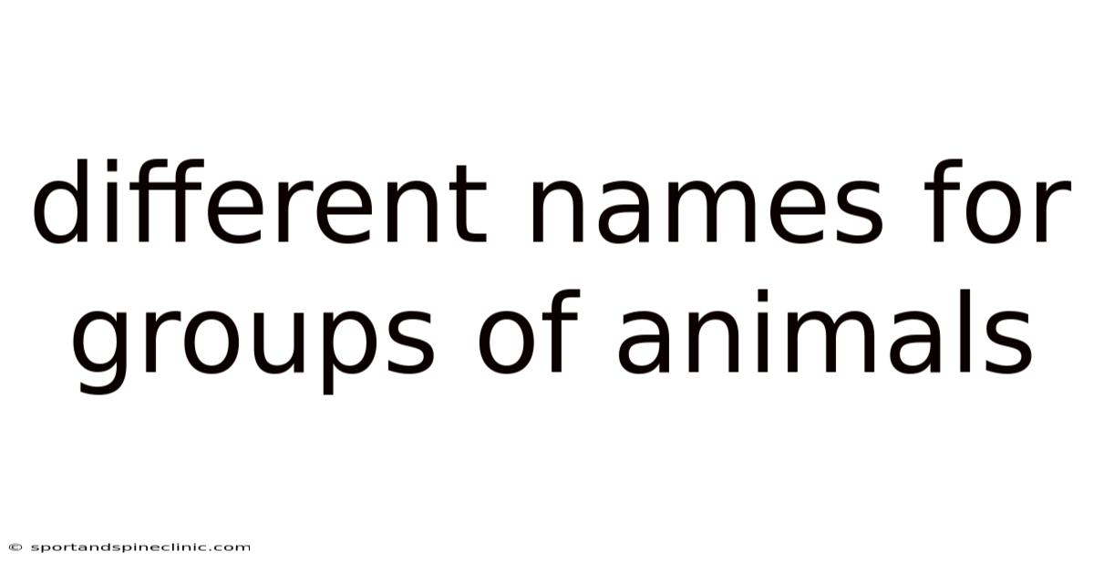 Different Names For Groups Of Animals