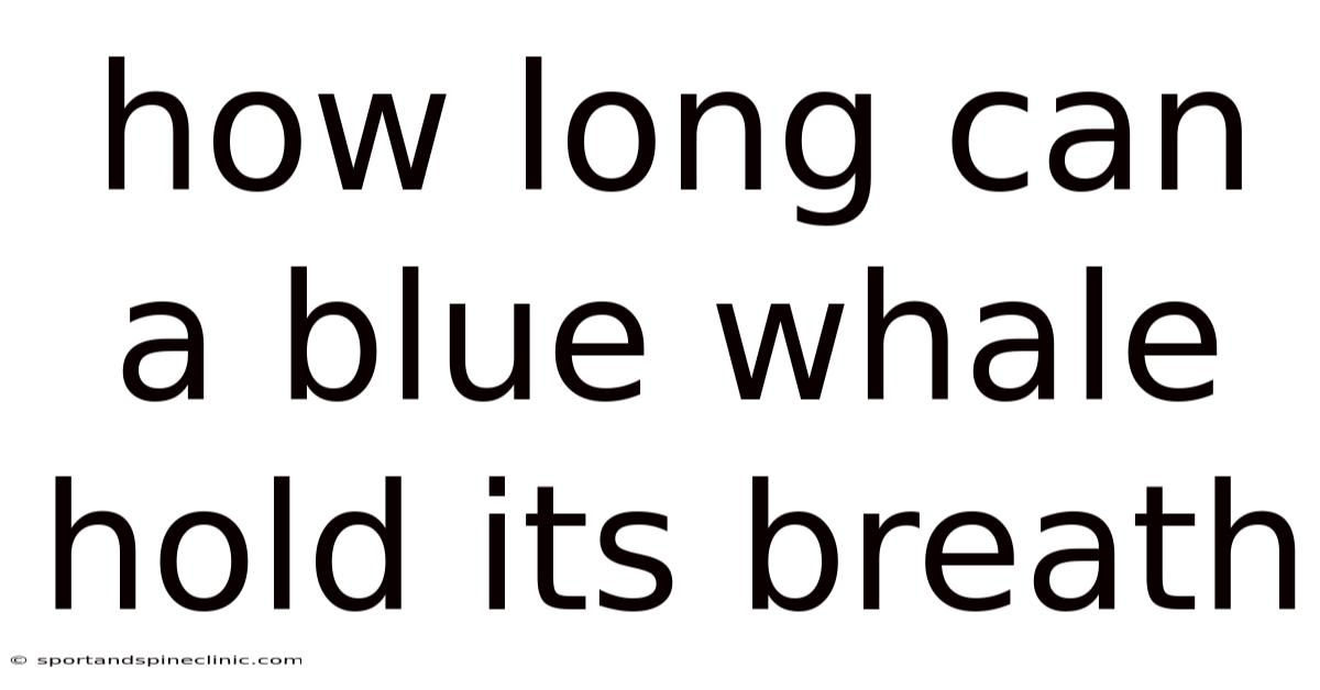How Long Can A Blue Whale Hold Its Breath