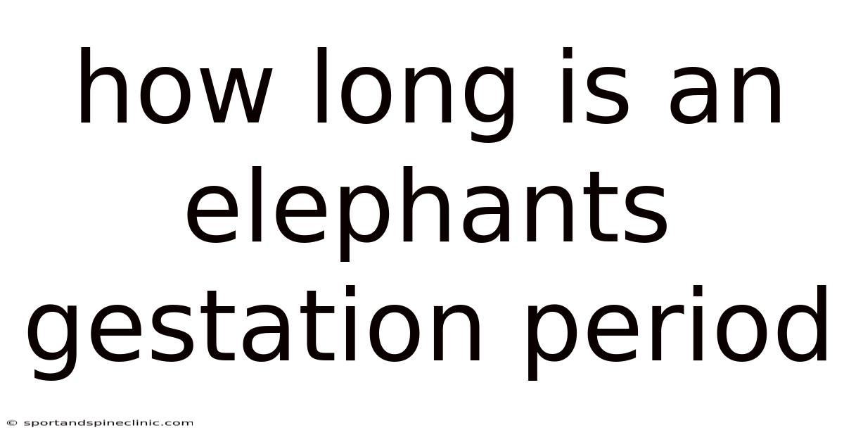 How Long Is An Elephants Gestation Period