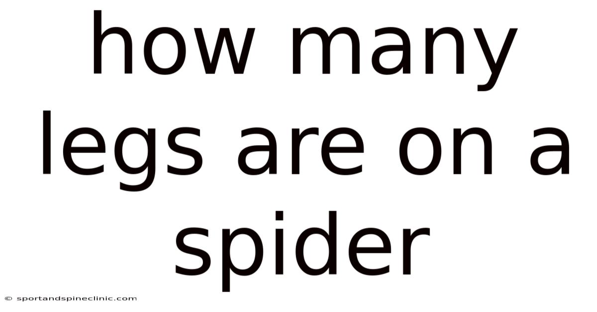 How Many Legs Are On A Spider