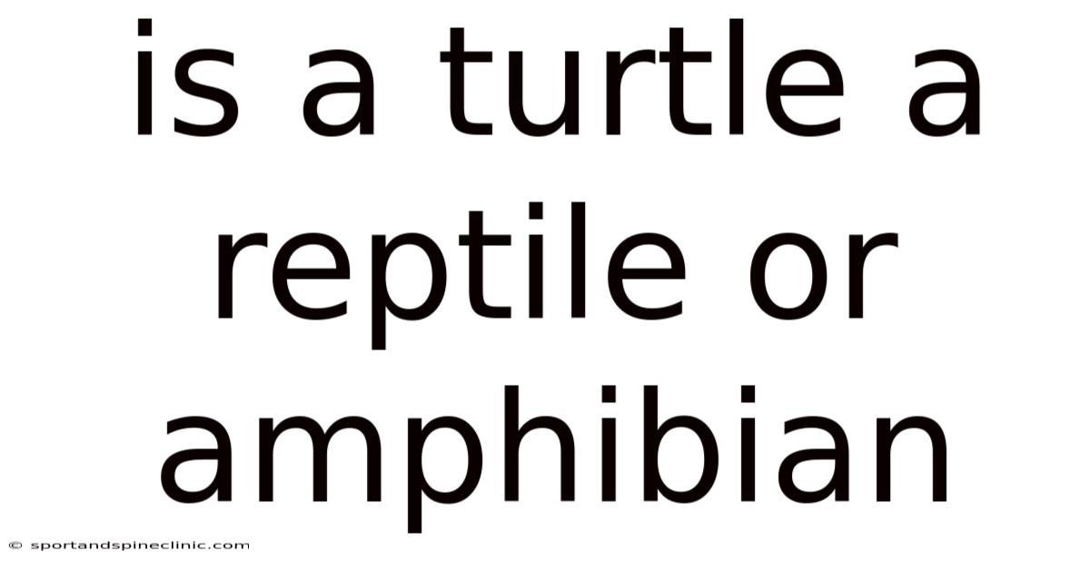 Is A Turtle A Reptile Or Amphibian