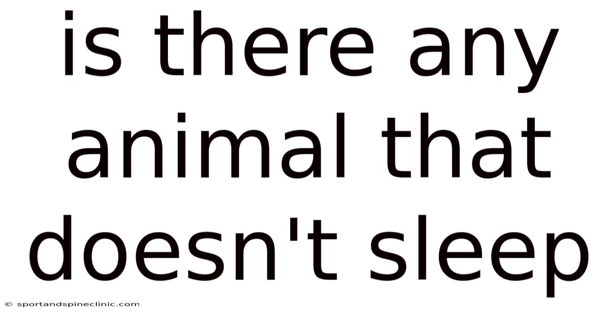 Is There Any Animal That Doesn't Sleep