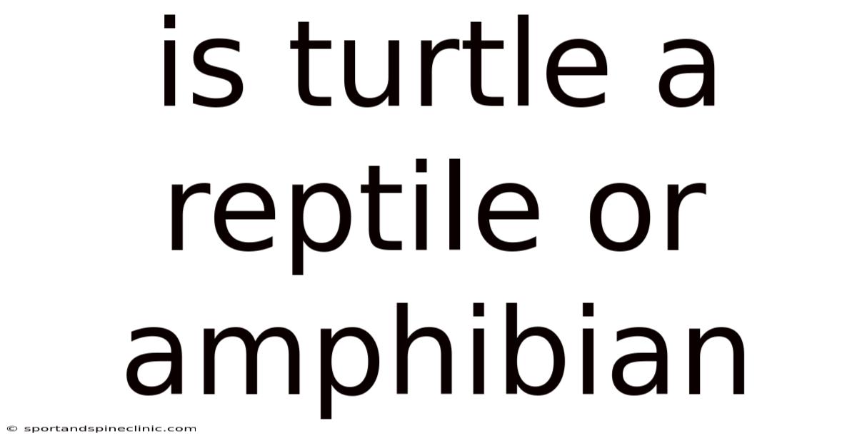 Is Turtle A Reptile Or Amphibian