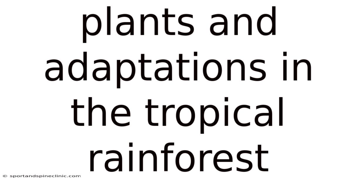 Plants And Adaptations In The Tropical Rainforest