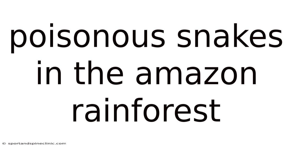 Poisonous Snakes In The Amazon Rainforest