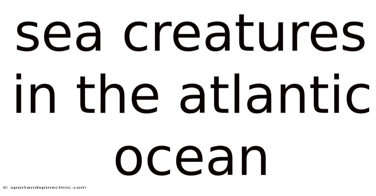 Sea Creatures In The Atlantic Ocean