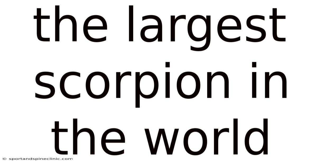 The Largest Scorpion In The World