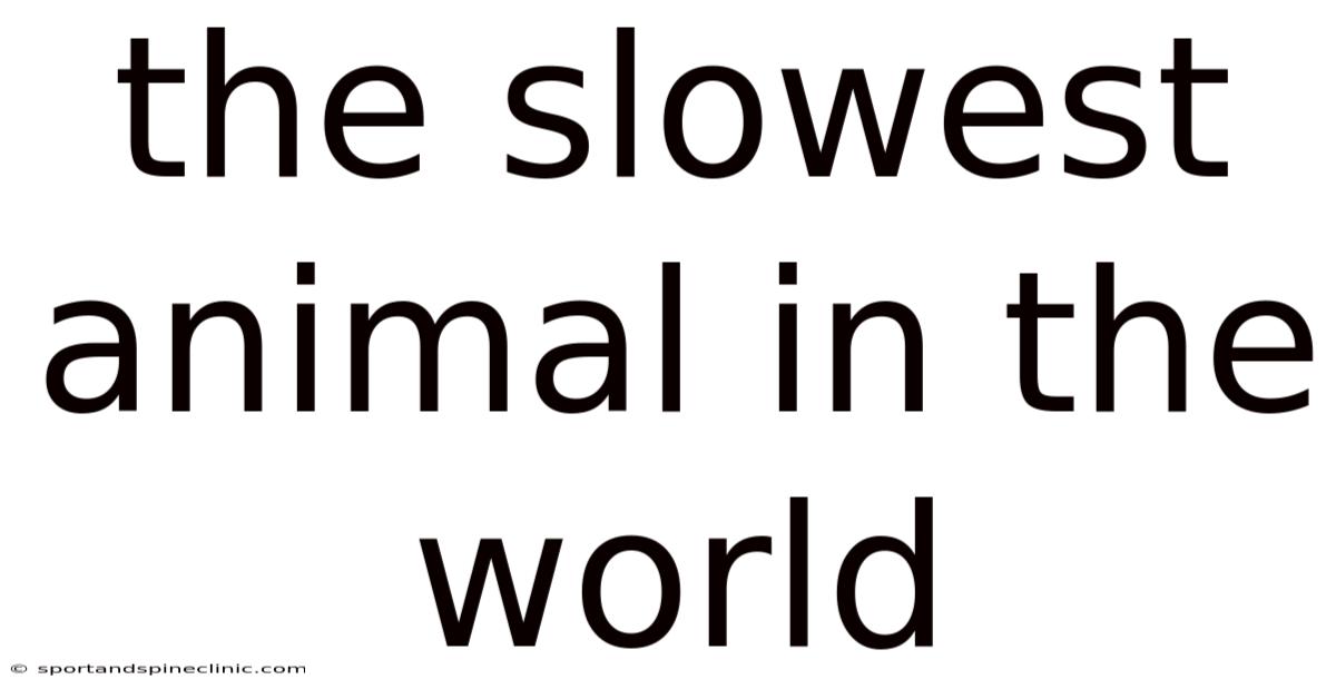 The Slowest Animal In The World