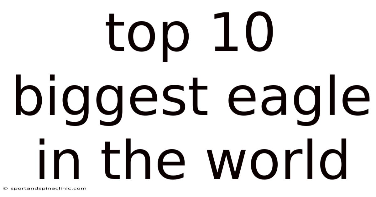 Top 10 Biggest Eagle In The World
