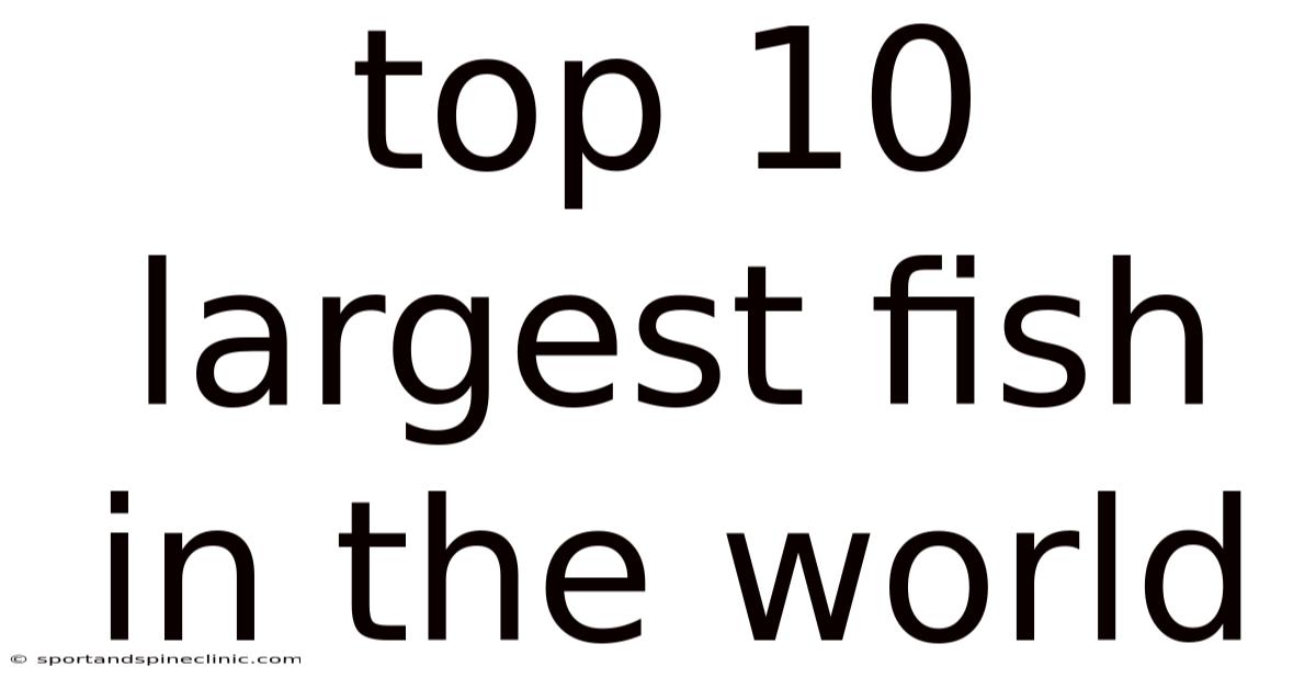 Top 10 Largest Fish In The World