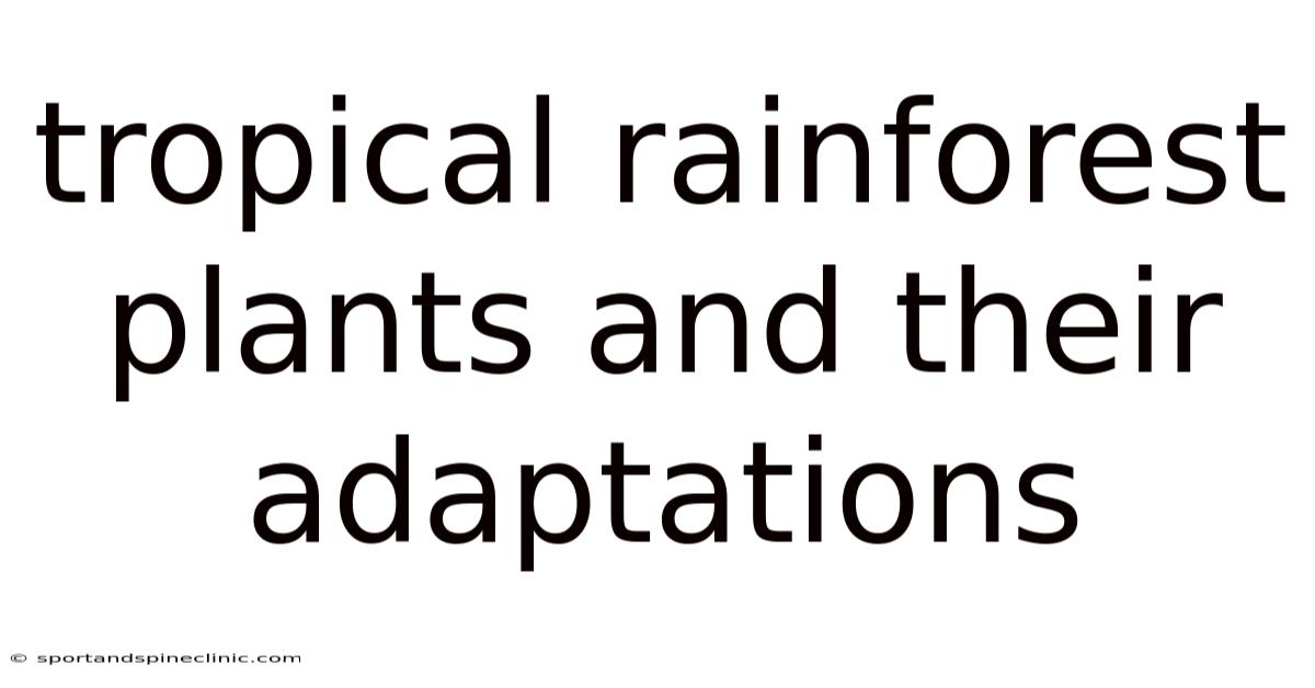 Tropical Rainforest Plants And Their Adaptations