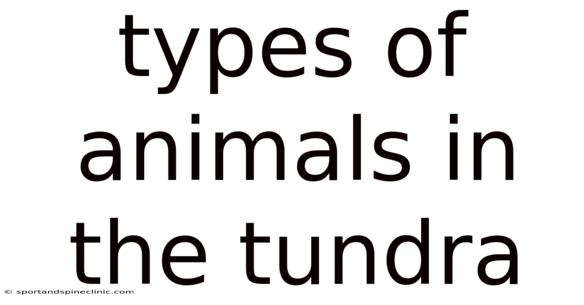 Types Of Animals In The Tundra