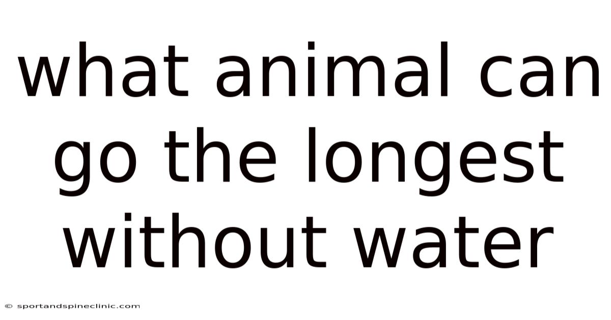 What Animal Can Go The Longest Without Water