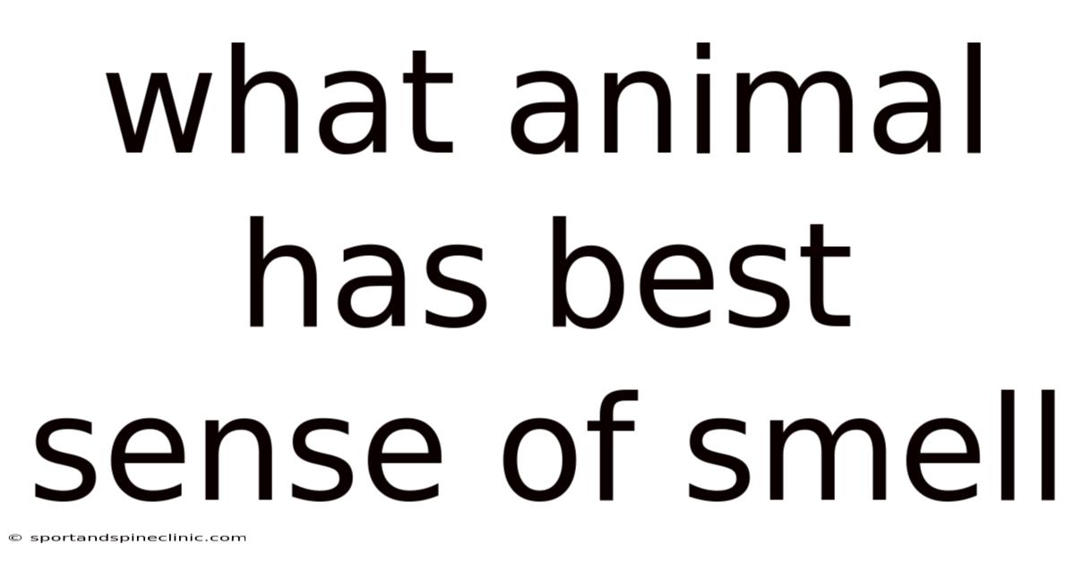 What Animal Has Best Sense Of Smell