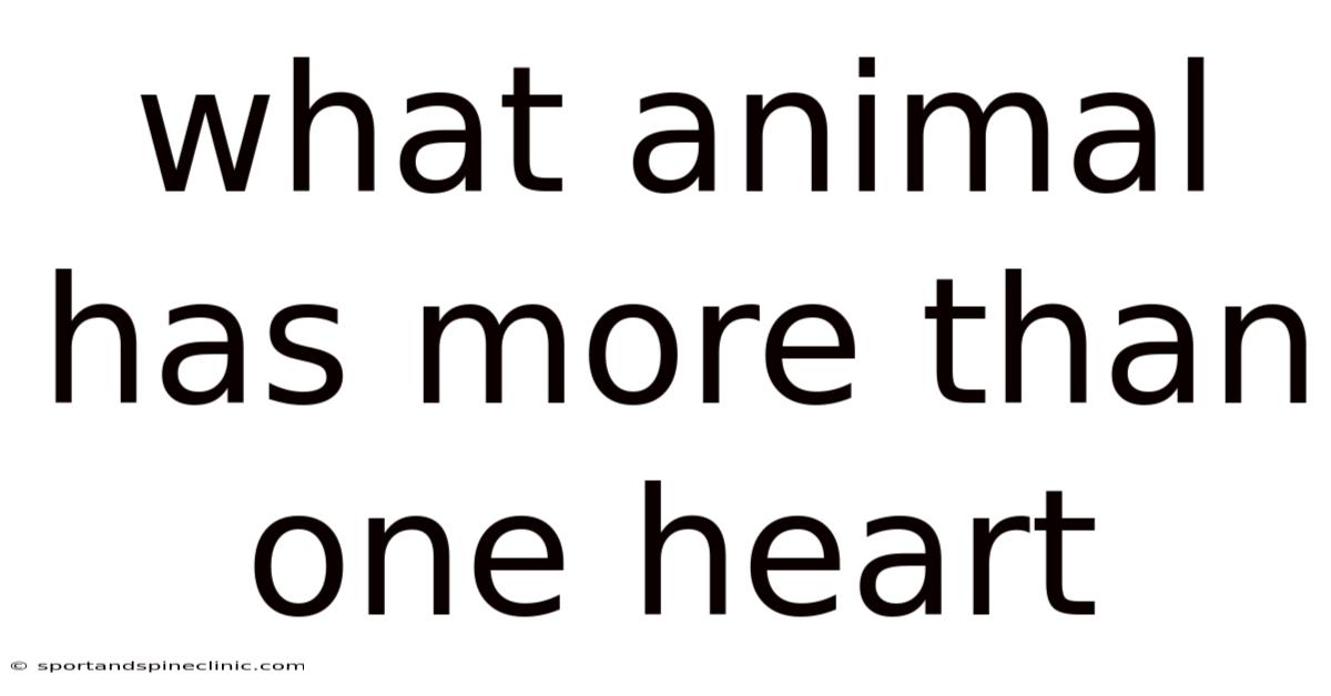 What Animal Has More Than One Heart
