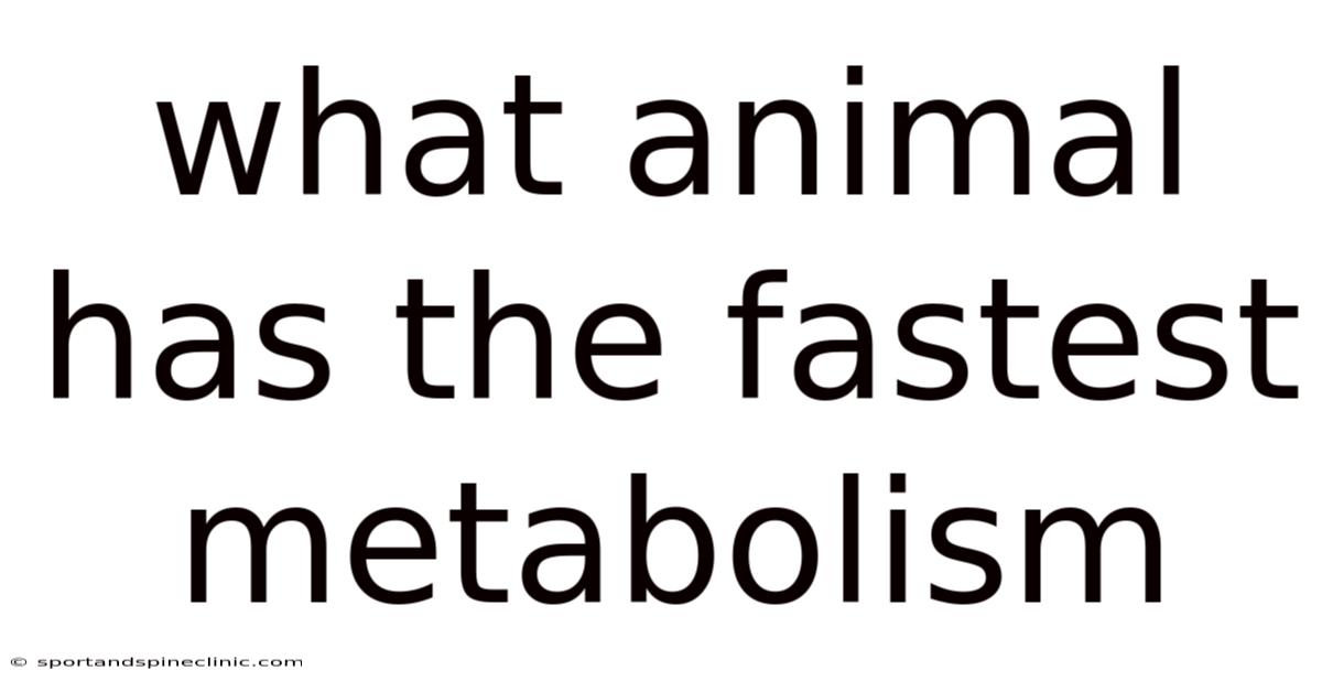 What Animal Has The Fastest Metabolism