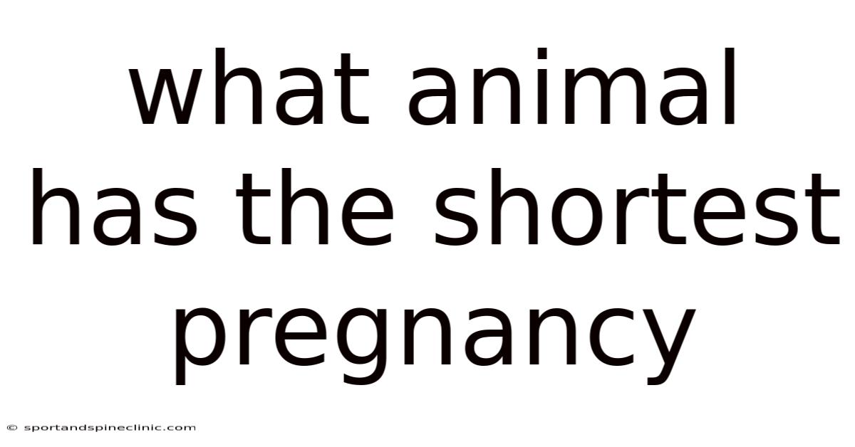 What Animal Has The Shortest Pregnancy