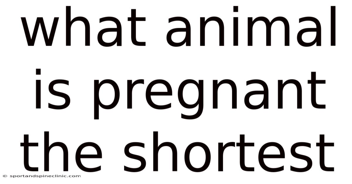 What Animal Is Pregnant The Shortest