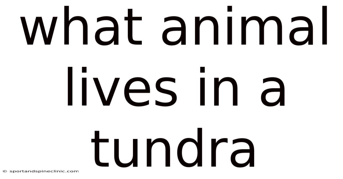 What Animal Lives In A Tundra