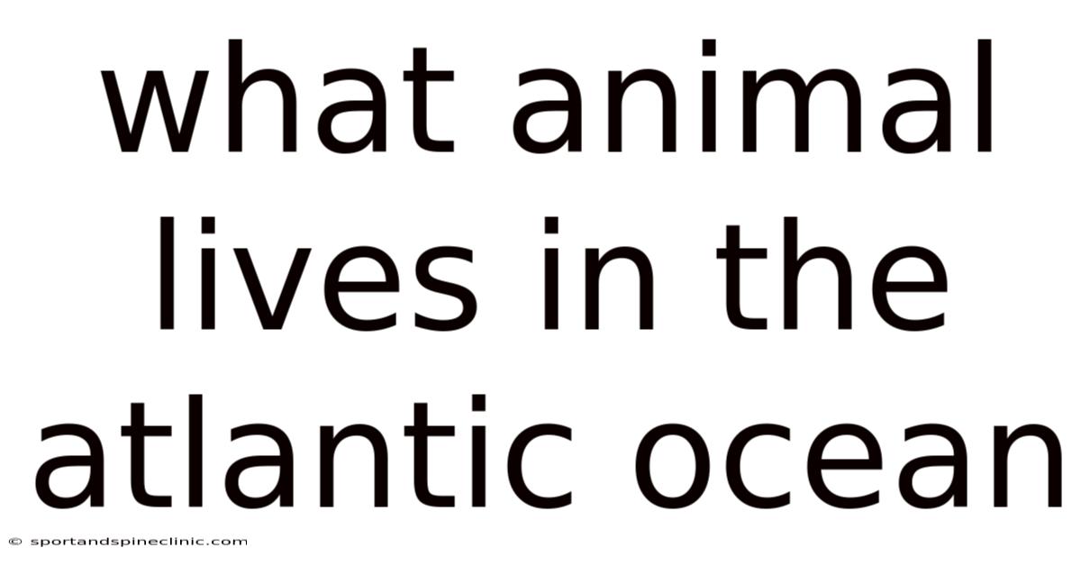 What Animal Lives In The Atlantic Ocean