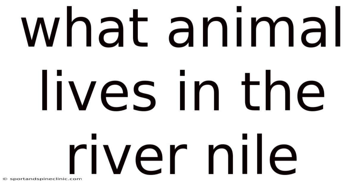 What Animal Lives In The River Nile