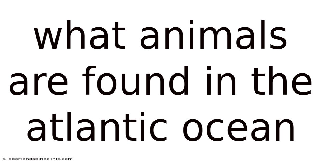 What Animals Are Found In The Atlantic Ocean