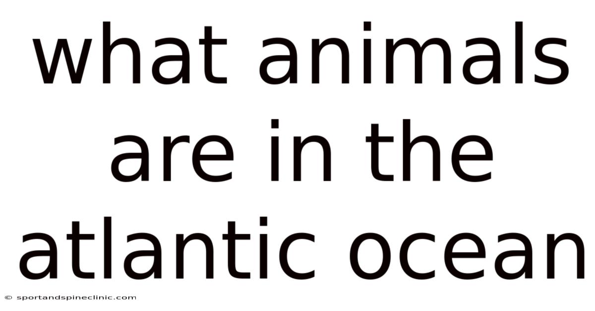 What Animals Are In The Atlantic Ocean