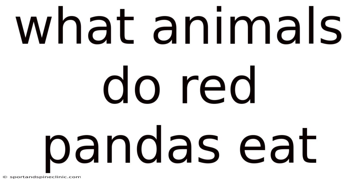 What Animals Do Red Pandas Eat