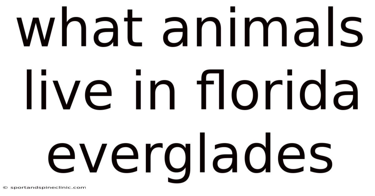 What Animals Live In Florida Everglades
