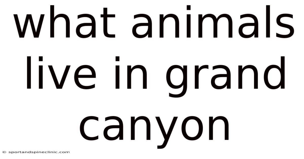 What Animals Live In Grand Canyon