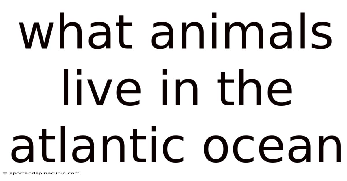 What Animals Live In The Atlantic Ocean