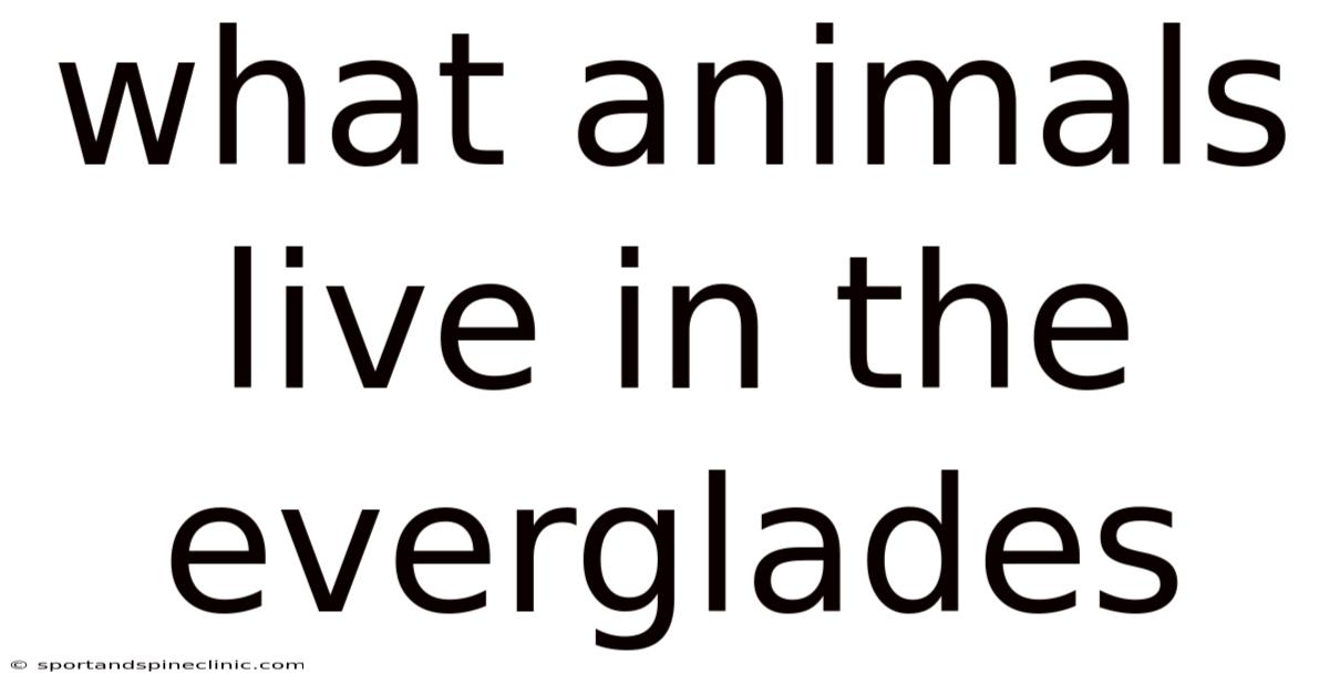 What Animals Live In The Everglades