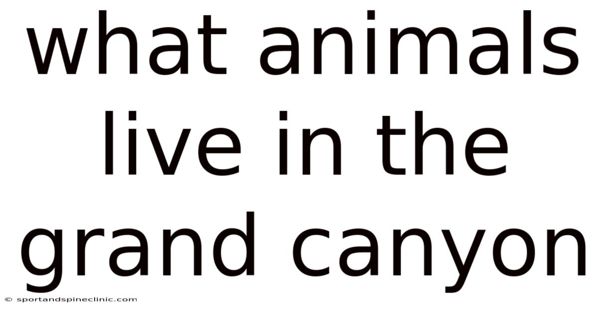 What Animals Live In The Grand Canyon