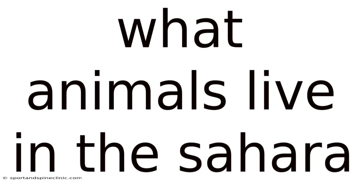 What Animals Live In The Sahara