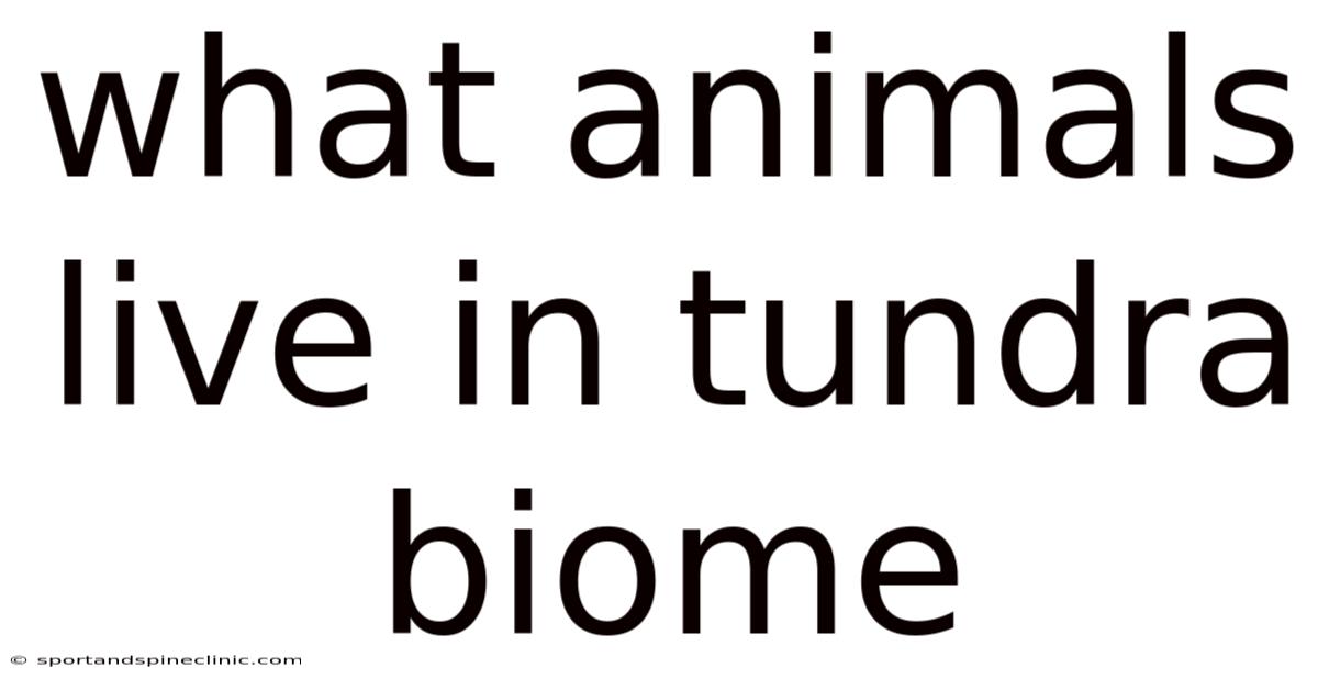 What Animals Live In Tundra Biome
