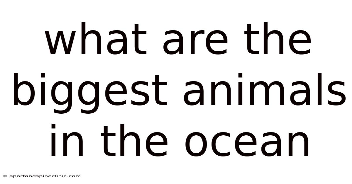 What Are The Biggest Animals In The Ocean