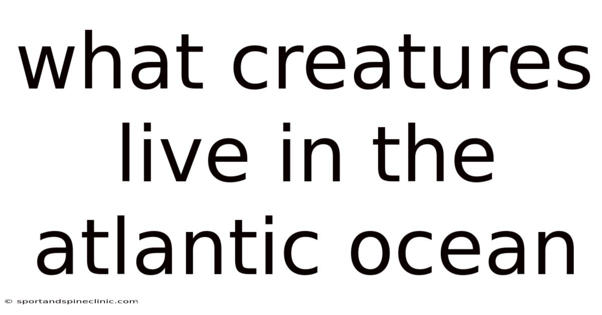 What Creatures Live In The Atlantic Ocean