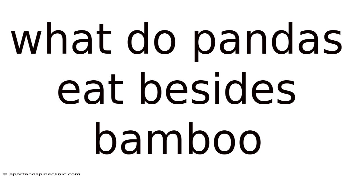 What Do Pandas Eat Besides Bamboo