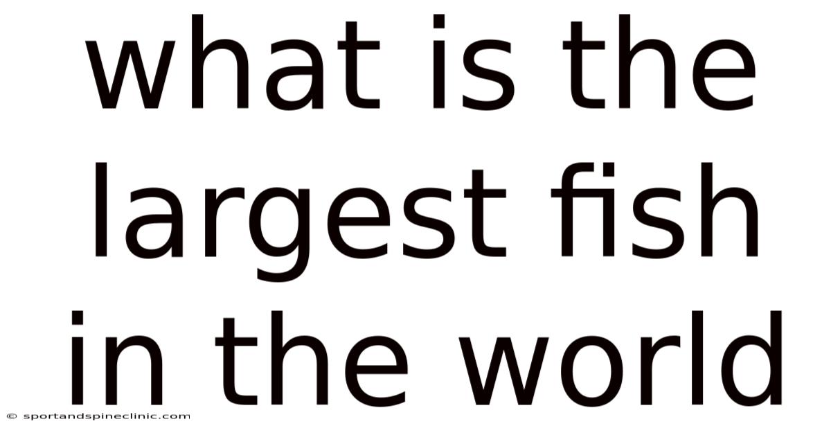 What Is The Largest Fish In The World
