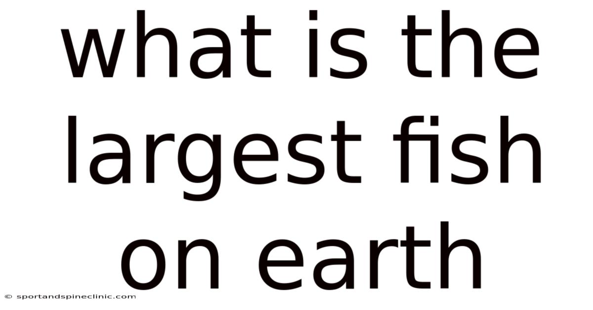 What Is The Largest Fish On Earth