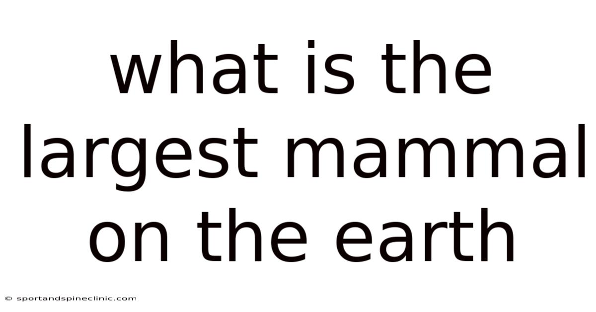 What Is The Largest Mammal On The Earth
