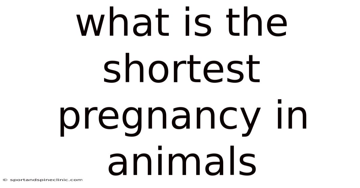 What Is The Shortest Pregnancy In Animals