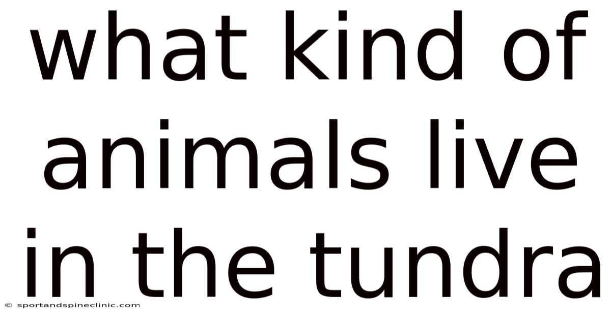 What Kind Of Animals Live In The Tundra