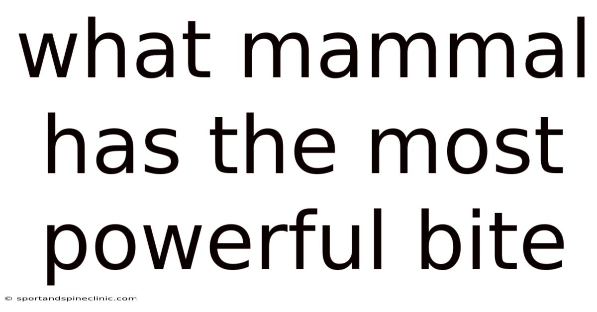 What Mammal Has The Most Powerful Bite