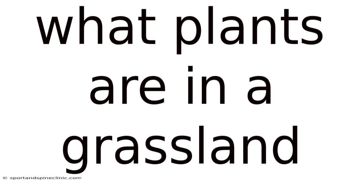 What Plants Are In A Grassland