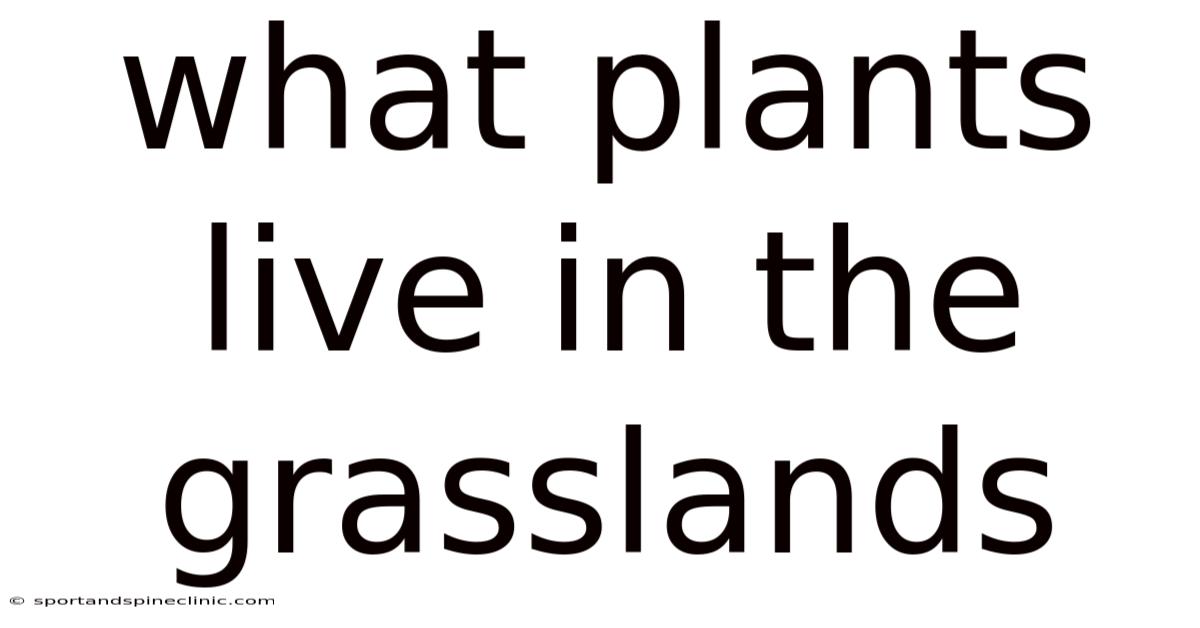 What Plants Live In The Grasslands