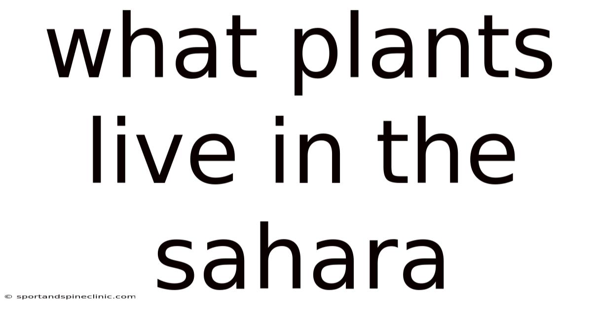 What Plants Live In The Sahara